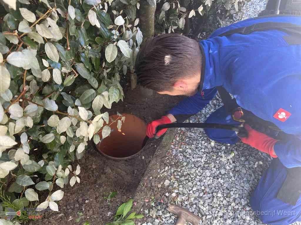 Rioolvliegjes Weert Rioolvliegjes Weert